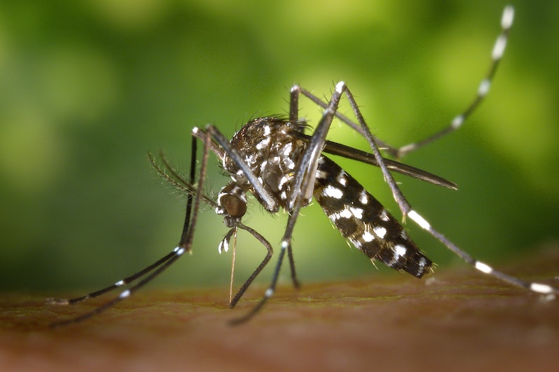 aedes albopictus800x533