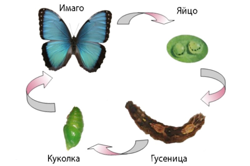 metamorphosis800x533