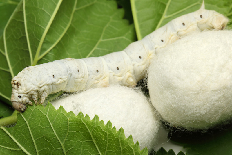 silkworm800x533