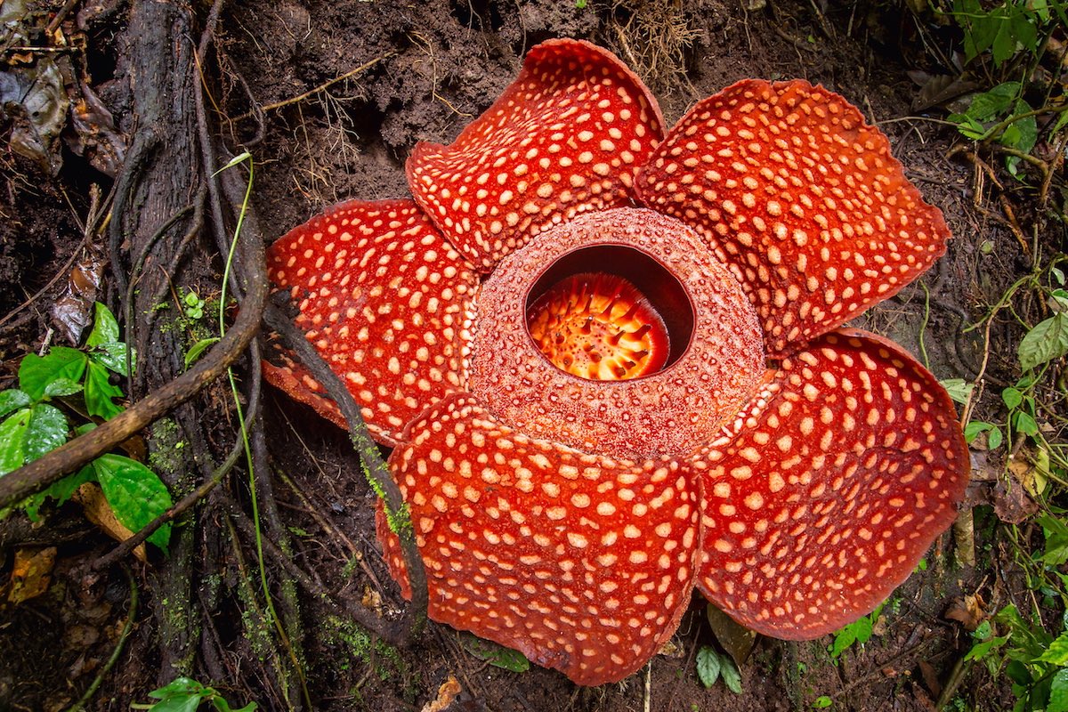 rafflesia1200x800