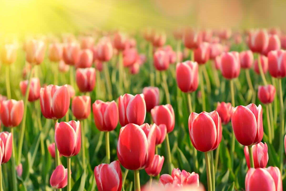 red-tulips1200x800