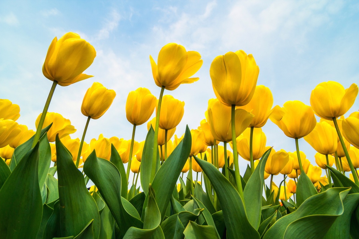 yellow-tulips1200x800