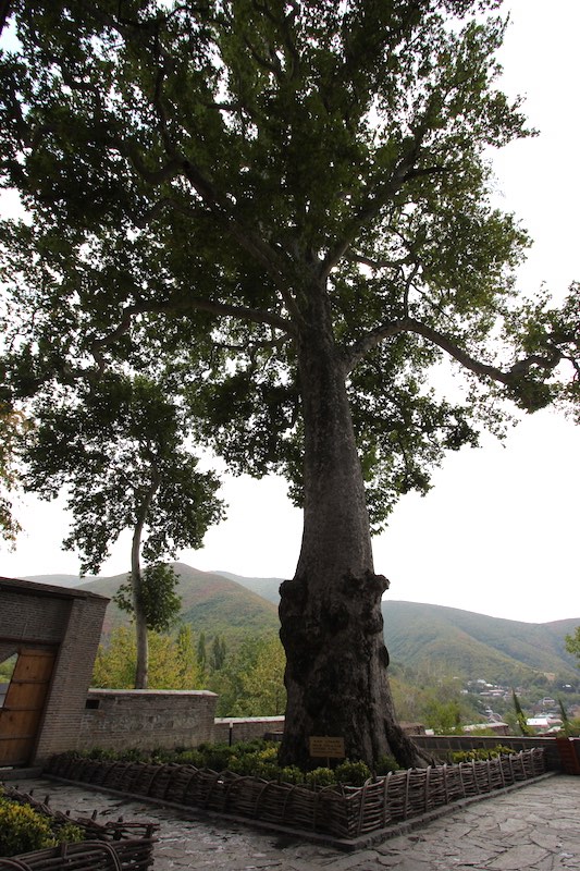 Хан-Чинар - дерево платан, посаженное в 1530 г.